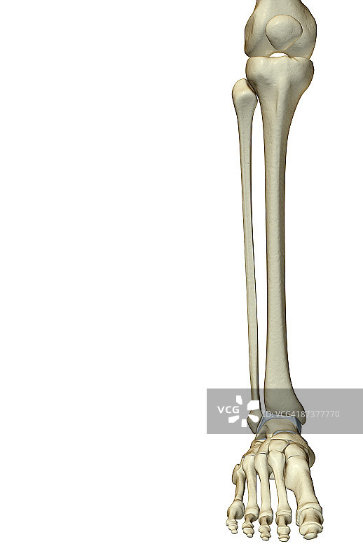 腿部骨骼图片素材