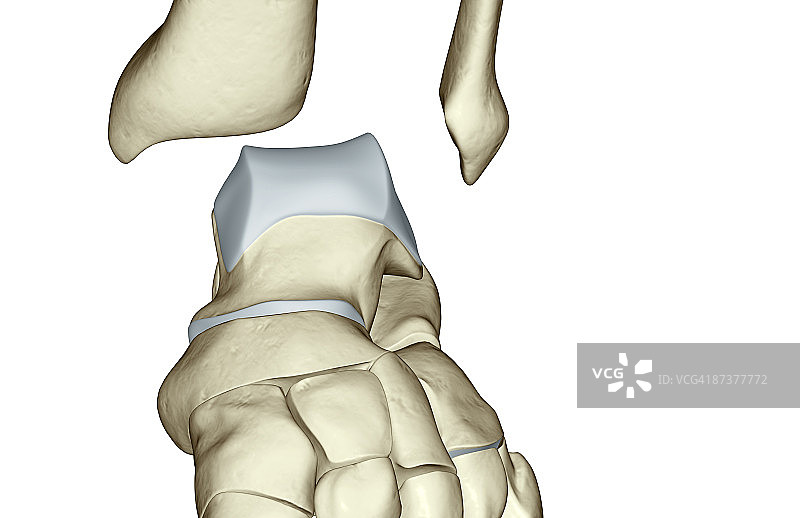 足部骨骼图片素材