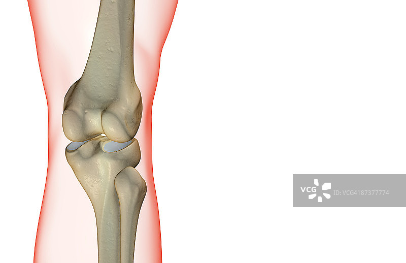 膝盖的骨骼图片素材