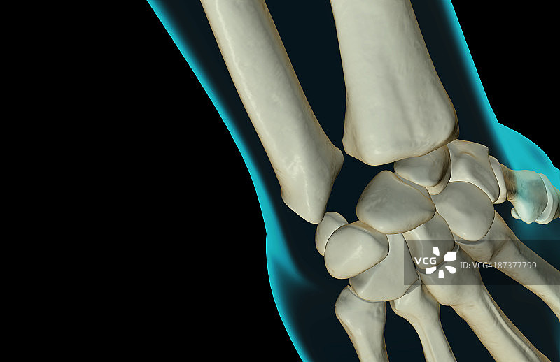 手腕骨骼图片素材