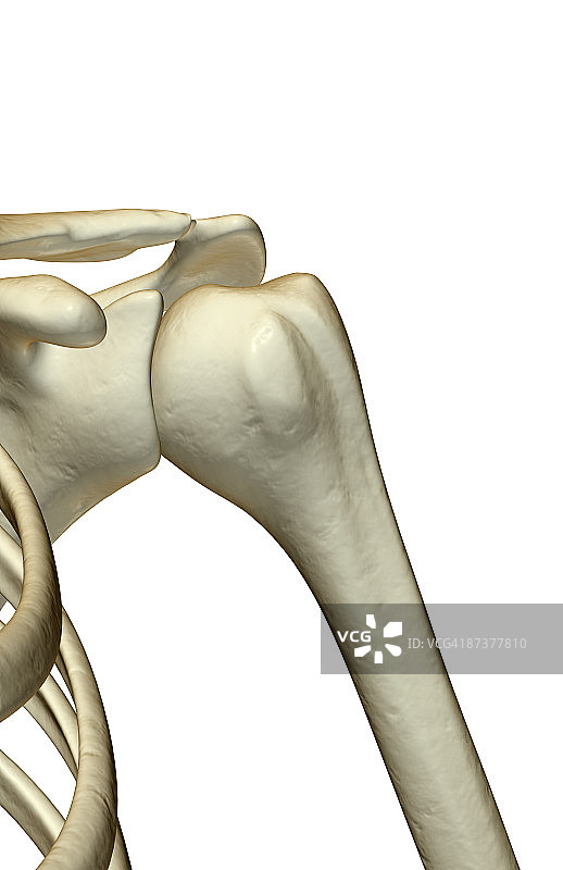 肩部骨骼图片素材