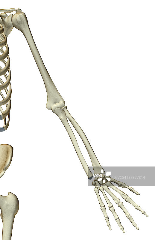上肢骨骼图片素材