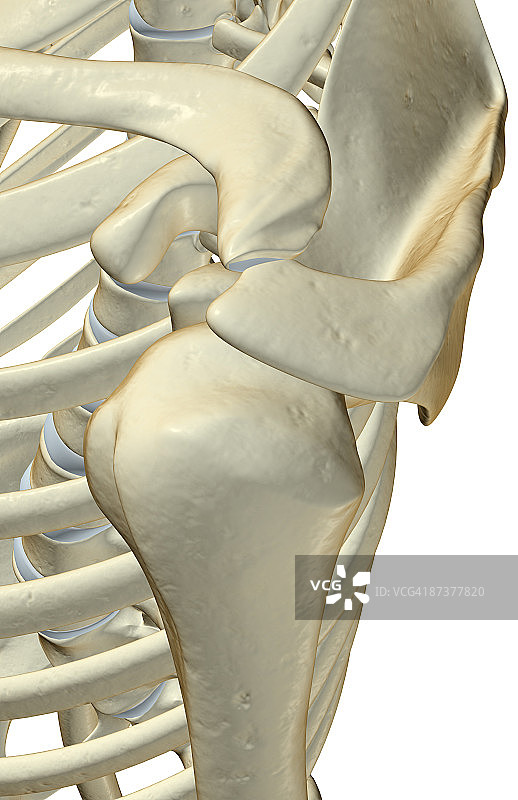 肩部骨骼图片素材