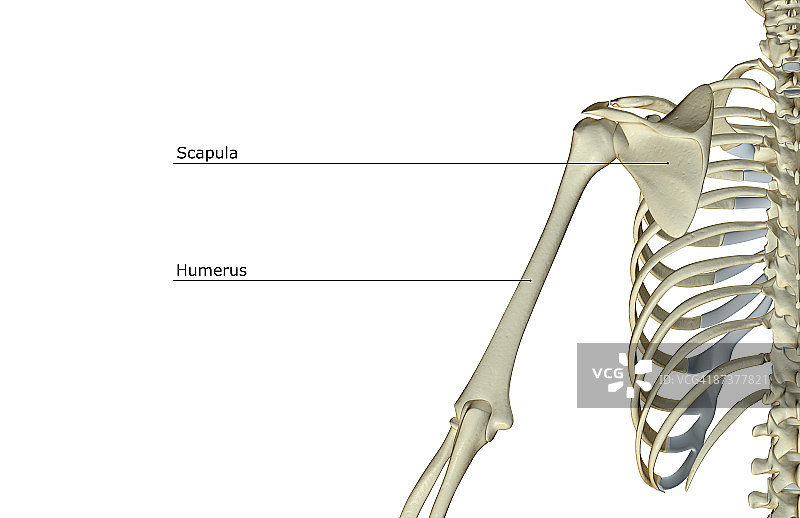 肩部和上臂的骨骼图片素材