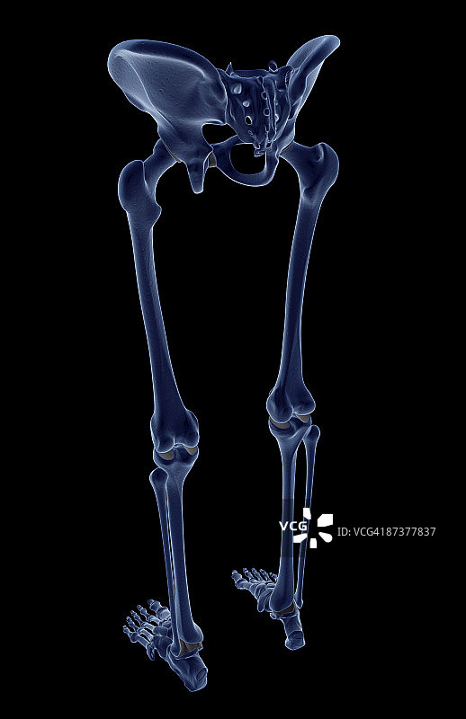 下半身的骨骼图片素材
