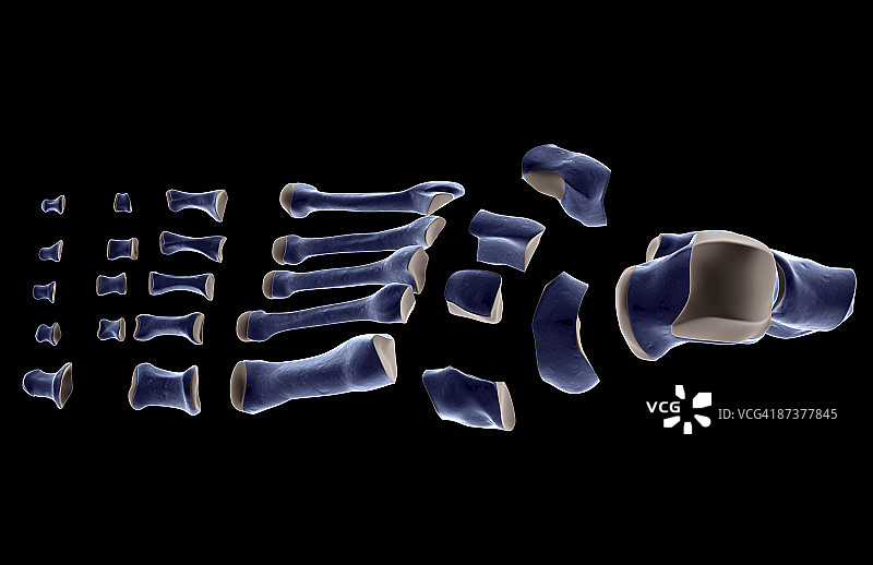 足部骨骼图片素材