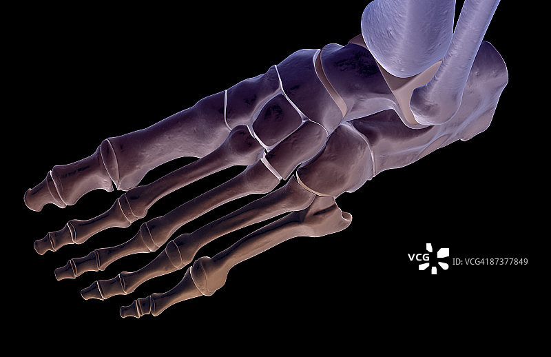足部骨骼图片素材