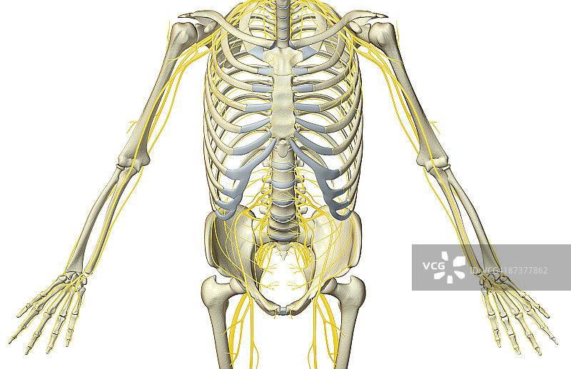 躯干神经图片素材