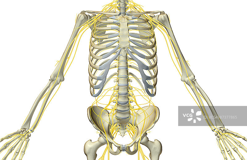 躯干神经图片素材
