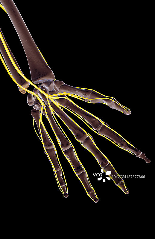 手部神经图片素材