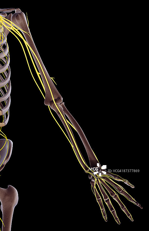 上肢神经图片素材