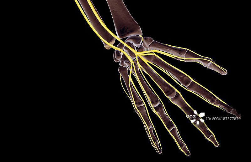 手部神经图片素材