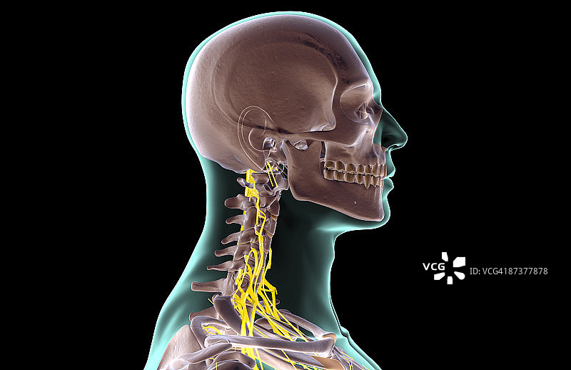 颈部神经图片素材