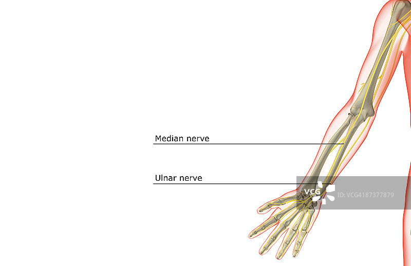 上肢神经图片素材