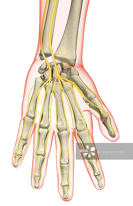 手部神经图片素材