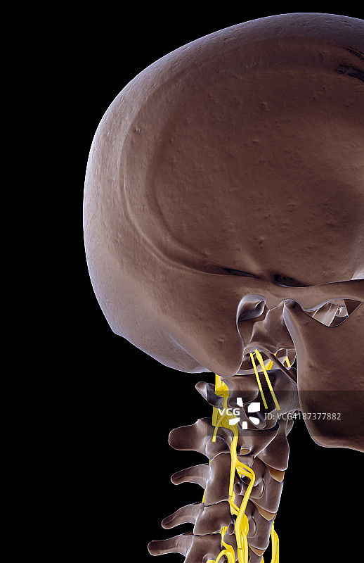 颈部神经图片素材