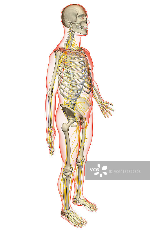 神经系统图片素材