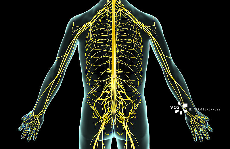 躯干神经图片素材