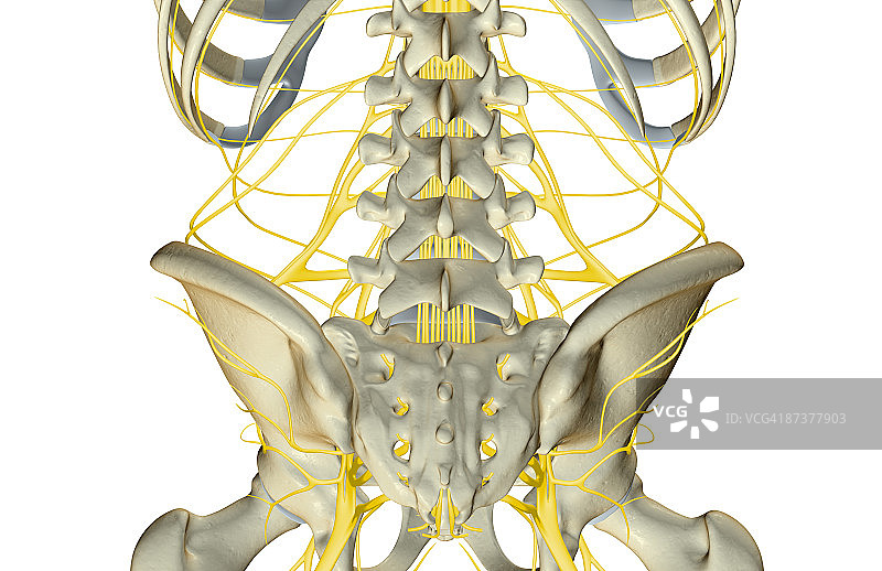 腰部神经图片素材
