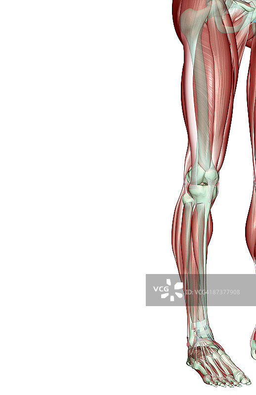 下肢肌肉骨骼图片素材