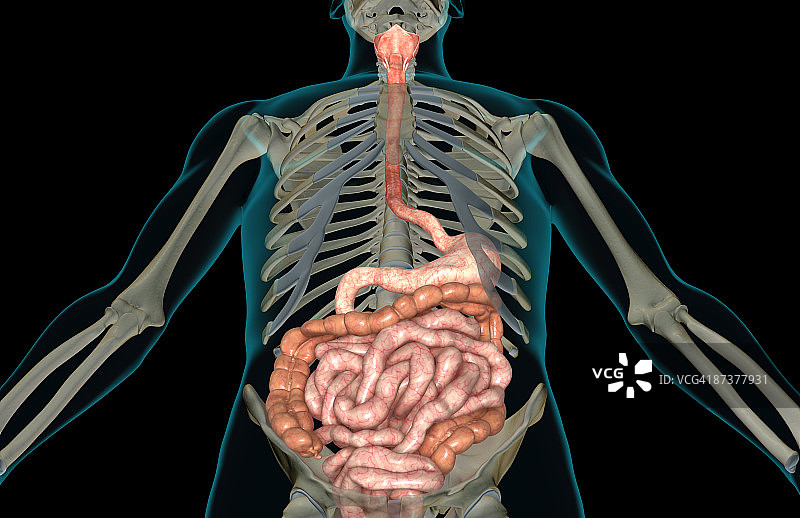 消化系统图片素材