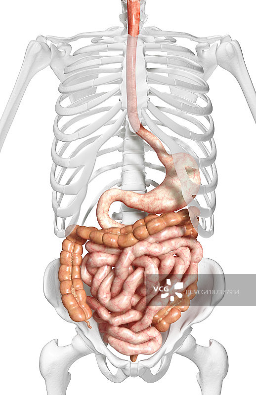 消化系统图片素材