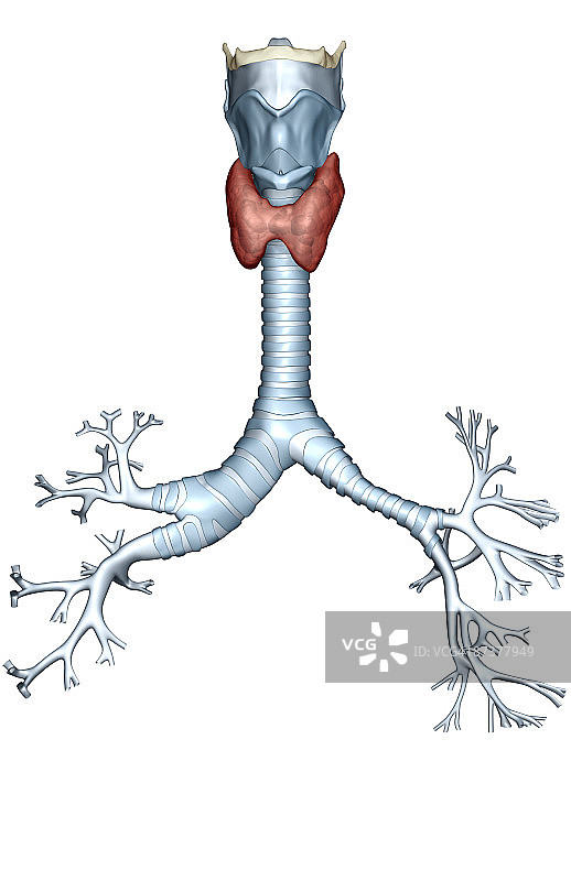 喉、气管和支气管树图片素材