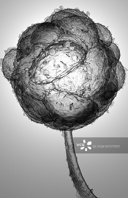 葡萄穗霉图片素材