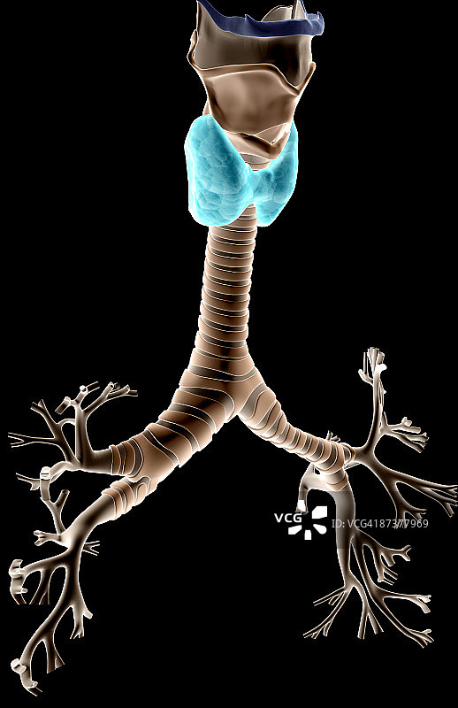 喉、气管和支气管树图片素材