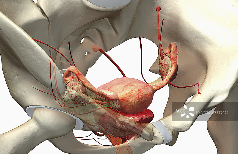 女性生殖系统图片素材