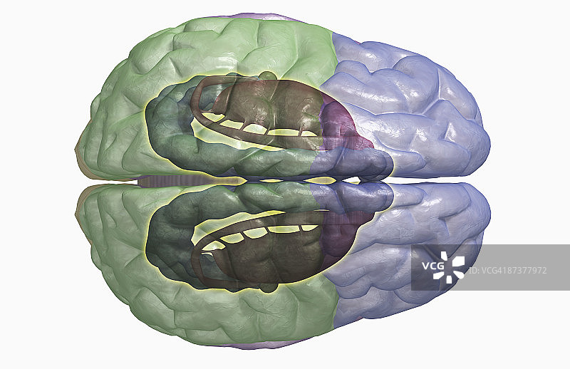 边缘系统图片素材
