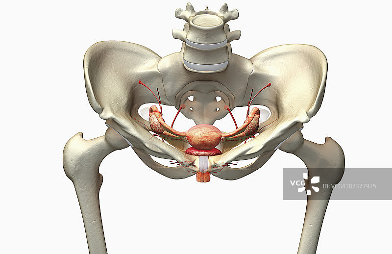 女性生殖系统图片素材