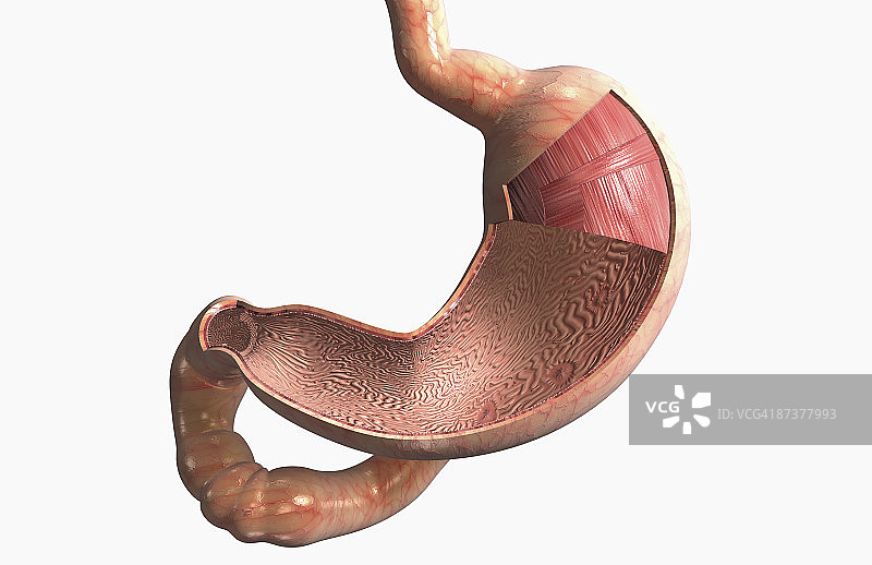 胃壁图片素材