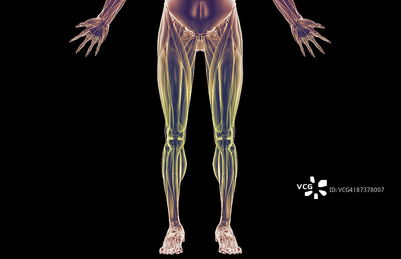 下半身的肌肉图片素材