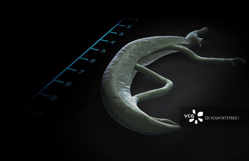 血吸虫图片素材