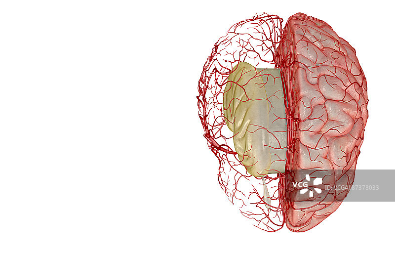 大脑动脉图片素材