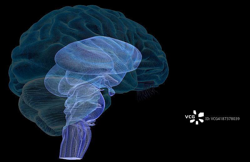 脑干图片素材