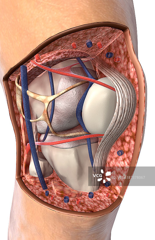 膝盖的内部结构图片素材