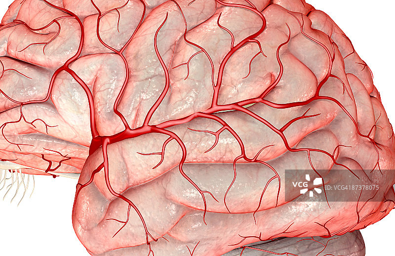 大脑中动脉图片素材