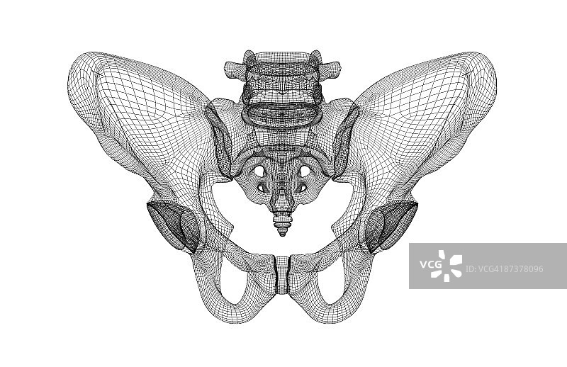 骨盆图片素材