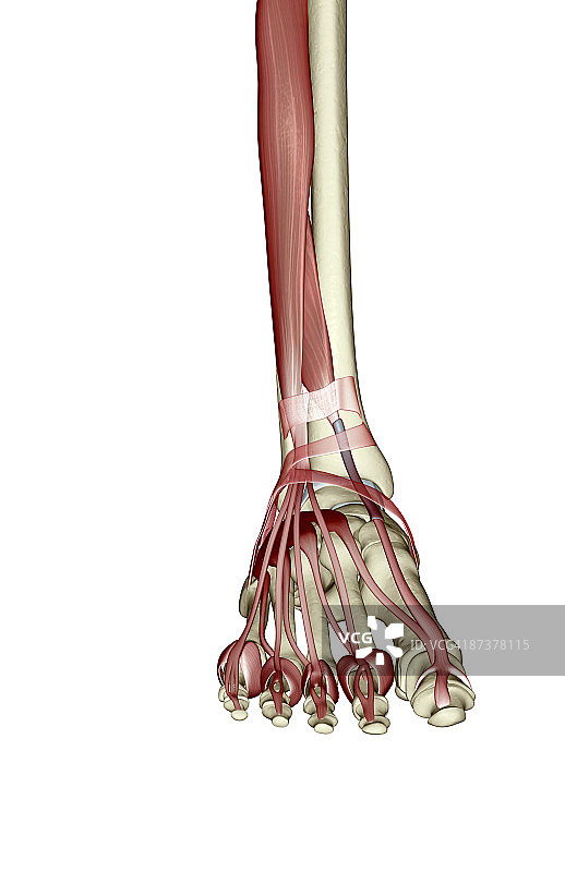 小腿和足部的肌肉图片素材