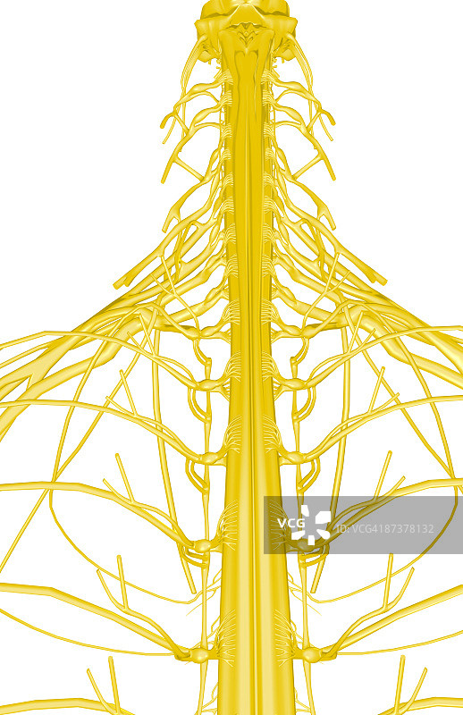 上半身神经图片素材
