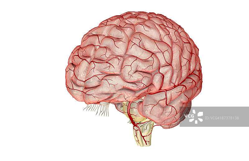 大脑动脉图片素材