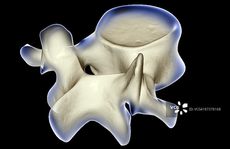腰椎图片素材