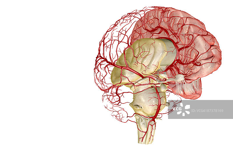 大脑动脉图片素材