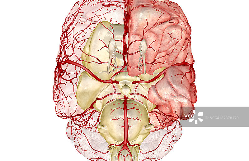 威利斯环图片素材
