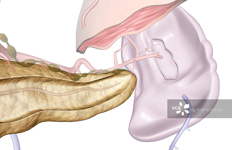 胰腺图片素材