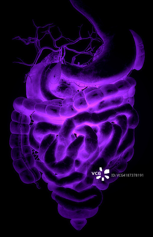 消化系统图片素材