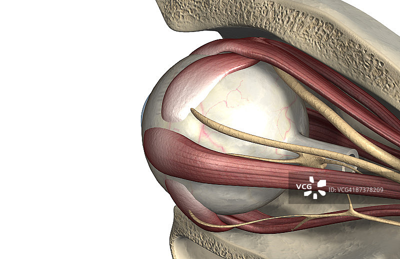 眼睛肌肉图片素材