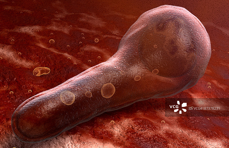 破伤风杆菌图片素材